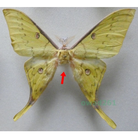 Actias sinensis (Walker, 1855) male ex. ovo Taiwan 91mm62d